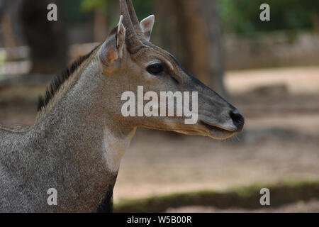 Gesicht, boselaphus tragocamelus Nilgai, blau Stier, Stockfoto