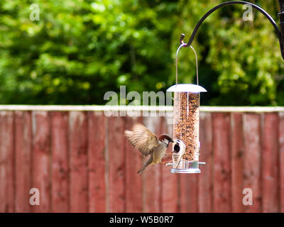 Ein Spatz landet auf einem Bird Feeder hängend angespannt Pol. Das futterhaus ist voll von Vogelfutter und Saatgut. Stockfoto