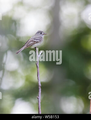 Hammonds Schopftyrann in Alaska Stockfoto