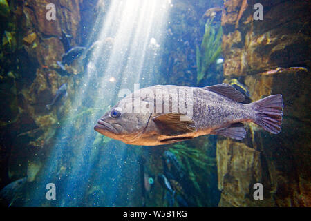 Die schwarzen Drachenköpfe, Sebastes melanops, auch als der schwarze seaperch, schwarzen Bass, Black Rock cod, Seebarsch, Black Snapper und Pazifischen Ozean barsch bekannt, Stockfoto