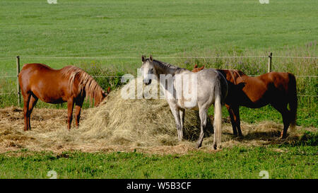 Pferde Fütterung im Heuhaufen in Weiden. Stockfoto