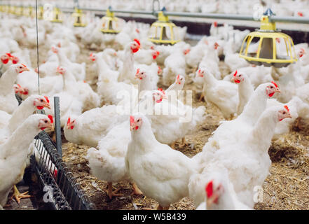Großes Innen moderne Hühnerfarm, Hühner füttern. Stockfoto