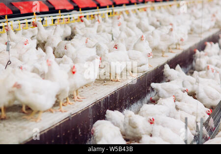 Großes Innen moderne Hühnerfarm, Hühner füttern. Stockfoto