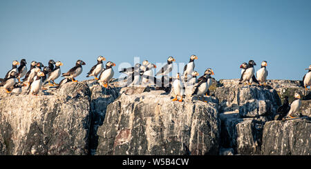 Eine große Gruppe von papageientaucher zusammen am Rand einer Klippe Stockfoto