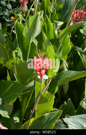 Orange canna Blumen detail Shot, canna Indica oder afrikanische Maranta oder indische Schuß Anlage in der Blüte im Ziergarten in Deutschland Stockfoto