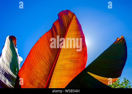 Nahaufnahme eines alten Banana Leaf mit der Sonne durch es glänzend Stockfoto