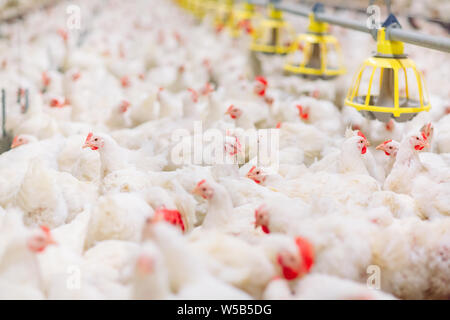 Großes Innen moderne Hühnerfarm, Hühner füttern. Stockfoto