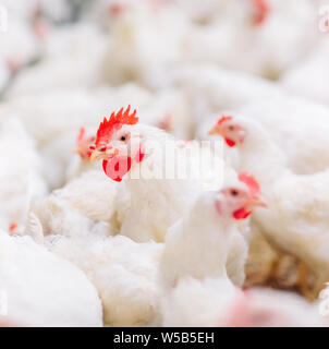 Großes Innen moderne Hühnerfarm, Hühner füttern. Stockfoto