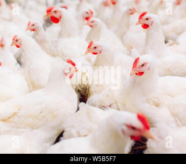 Großes Innen moderne Hühnerfarm, Hühner füttern. Stockfoto