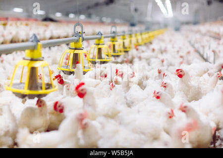 Großes Innen moderne Hühnerfarm, Hühner füttern. Stockfoto