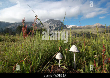 Berg- und Champignons Stockfoto