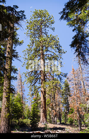 Hintergrund. Baumrinde mit große Risse und Algen Stockfotografie - Alamy