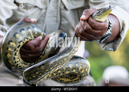 Naturforscher mit grünen Anaconda Schlange (Eunectes murinus) im Peruanischen Amazonas Stockfoto