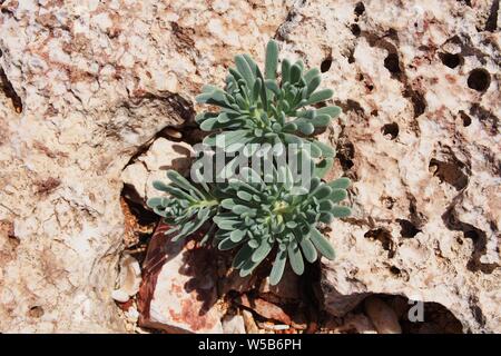 Lonely Tramp (Echeveria pulvinata) wachsende auf felsigen Kalkstein, Windward Point, Anguilla, BWI. Stockfoto