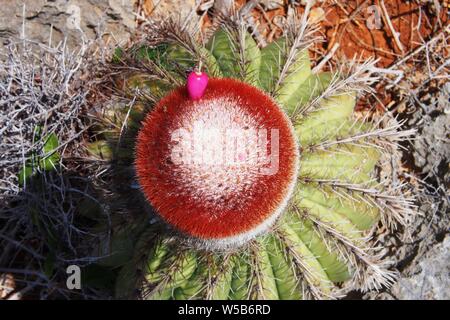 Top down Sicht auf ein Papst Kopf Kaktus (Melocactus intortus) sporting ein helles Rosa kegelförmigen Früchte. Geschmack und Konsistenz wie Kiwi. Stockfoto