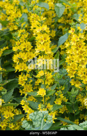 Lysimachia punctata, Gelb Felberich Stockfoto