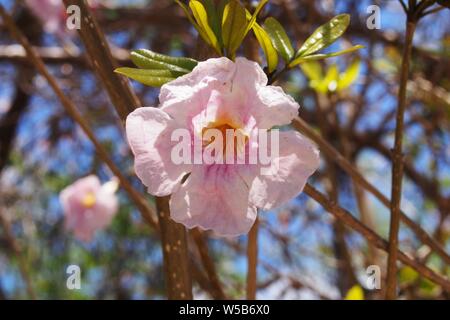 White Cedar (Tabebuia heterophylla) Blüten, die nationale Blume und Baum von Anguilla, BWI. Stockfoto