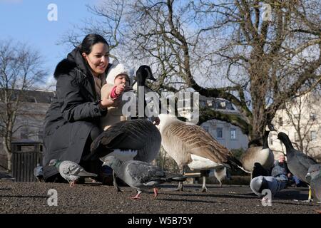 Junges Kind mit ihrer Mutter Fütterung Kanadagans (Branta canadensis), Tauben und Blässhühner, Regent's Park, London, Großbritannien, Februar. Stockfoto