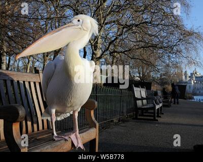 Great White/Eastern White Pelican (Pelecanus onocrotalus) auf der Bank in der Morgensonne bis zu warmen, St. James's Park, London, UK, Januar. Stockfoto