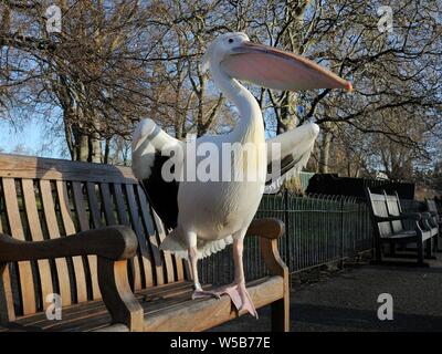 Great White/Eastern White Pelican (Pelecanus onocrotalus) auf der Bank in der Morgensonne bis zu warmen, St. James's Park, London, UK, Januar. Stockfoto