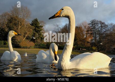 Drei gehören Singschwan (Cygnus Cygnus) Schwimmen am See zum Bootfahren im winterlichen Sonnenschein, Regent's Park, London, UK, Dezember. Stockfoto