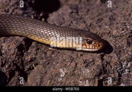 Kaspischen peitsche Schlange (Dolichophis caspius) Lesbos Griechenland Stockfoto