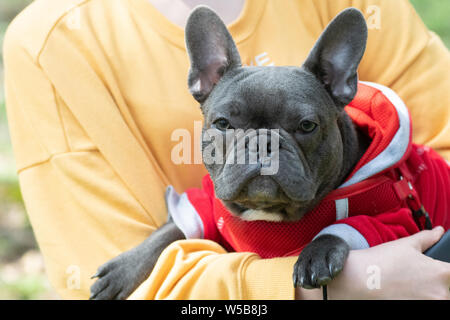 Französische Bulldogge portrait in Outdoor liyng auf Händen und Kamera Stockfoto