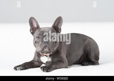 Französische Bulldogge Portrait im Studio liegen auf einem weißen Sofa und Kamera Stockfoto