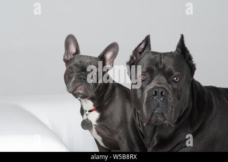 Cane Corso Italiano und Französisch Bulldog Freunde im Studio Portrait Stockfoto