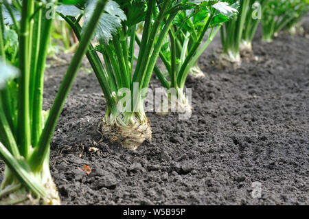In der Nähe der wachsenden Sellerie Plantation (Wurzelgemüse) im Gemüsegarten Stockfoto