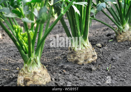 In der Nähe der wachsenden Sellerie Plantation (Wurzelgemüse) im Gemüsegarten Stockfoto