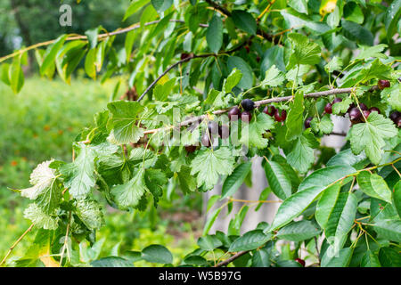 Die jostaberry, komplexe - Kreuz Obst Bush, Zweig mit reifen Beeren, schwarzen Johannisbeeren mit schwarzer Stachelbeere und mit europäischen Stachelbeere, Eco Bio Stockfoto