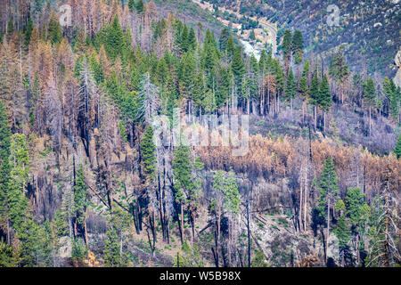 Brand beschädigt Wald im Yosemite National Park, in den Bergen der Sierra Nevada, El Portal, Kalifornien und Merced River im Hintergrund sichtbar Stockfoto