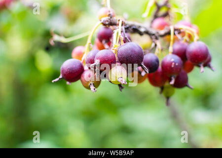 Die jostaberry Close up, komplexe - Kreuz Obst Bush, Zweig mit reifen Beeren, schwarzen Johannisbeeren mit schwarzer Stachelbeere und mit europäischen Stachelbeere, Eco Stockfoto