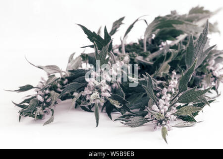 Wertvolle Heilpflanze - motherwort mit Blumen und Blätter auf einem weißen Hintergrund. Stockfoto