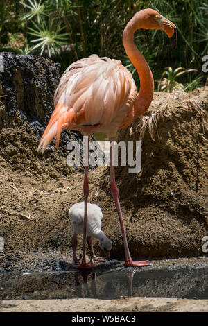 Flamingo mit Küken Stockfoto