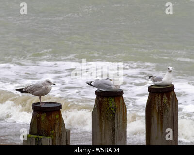 Drei Hering Gulls, Larus argentatus, thronen auf Holzpfosten, die bei windigem Wetter am Strand ruhen. Stockfoto