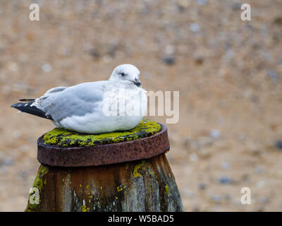 Die einsame Heringsmöwe, Larus argentatus, thront auf einem Holzpfosten und ruht bei windigem Wetter. Stockfoto