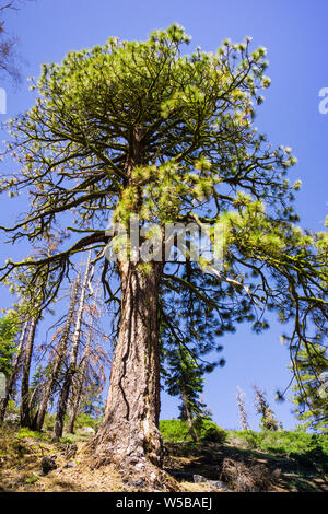 Hohe Ponderosa Pine (Pinus ponderosa) Baum im Yosemite National Park, in den Bergen der Sierra Nevada, Kalifornien wächst Stockfoto