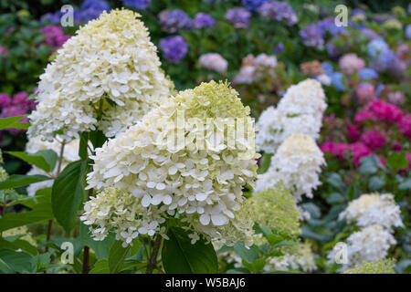 Hortensie (Hydrangea paniculata), Blumen des Sommers Stockfoto