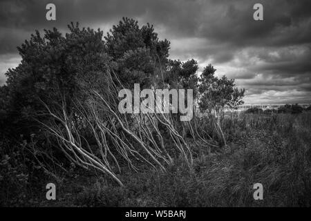 Ein Cluster von Windgepeitschte Bäume vor einem Ominösen, dramatische Wolken Himmel in Cape May, New Jersey. Stockfoto