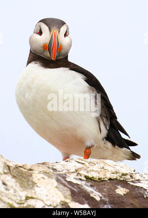 Schließen Sie herauf Bild einer einsamen Papageitaucher, der gerade in die Kamera auf die Farne Islands vor der Ostküste des Vereinigten Königreichs, Stockfoto