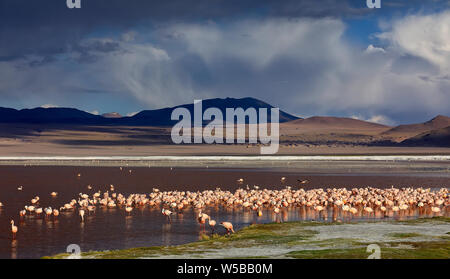 Eine große Schar von Flamingos in der Laguna Colorada. Bunte salt lake und dramatische Gewitterwolken (im Hintergrund) in Sur Lipez Provinz, Potosi, Bolivien. Stockfoto