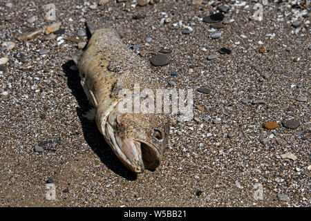 Tote Fische an den Ufern des Lake Erie in Ohio, USA. Stockfoto