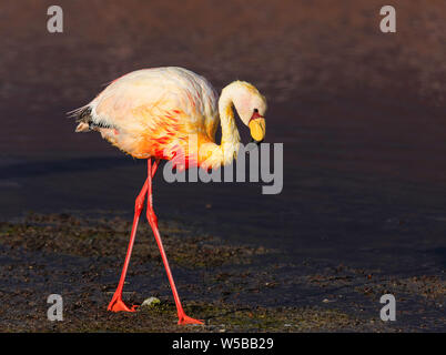 Einsamen Flamingo zu Fuß in der Dämmerung. Laguna Colorada, ein beliebter Zwischenstopp auf dem Roadtrip nach Uyuni Salf Flach, Altiplano. Bolivien. Südamerika. Nahaufnahme Stockfoto