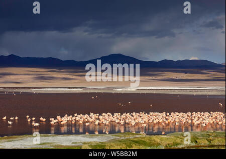 Große Wolke über Laguna Colorada. Eine Gruppe von Flamingos steht in der salzigen rote Wasser des Sees. Altiplano in Bolivien. Südamerika Stockfoto