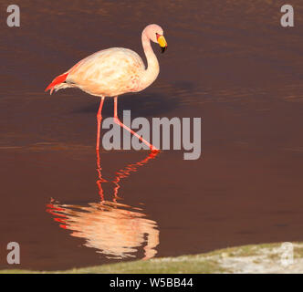 Einsamen Flamingo und seine Reflexion in der Laguna Colorada. Potosi. Altiplano. Bolivien. Südamerika. Nahaufnahme. Stockfoto