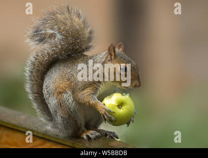 Graue Eichhörnchen auf Zaun halten und das Essen eines Apfels, dass er von einem Baum in der Nähe genommen hatte. Stockfoto