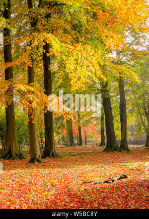 Teppich von orange Blätter unter Laubbäumen im Herbst Stockfoto