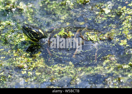 Östlichen gemalte Schildkröte im Marsh bei John Heinz Wildlife Reserve - Chrysemys picta picta in Algen baden in Teich abgedeckt Stockfoto